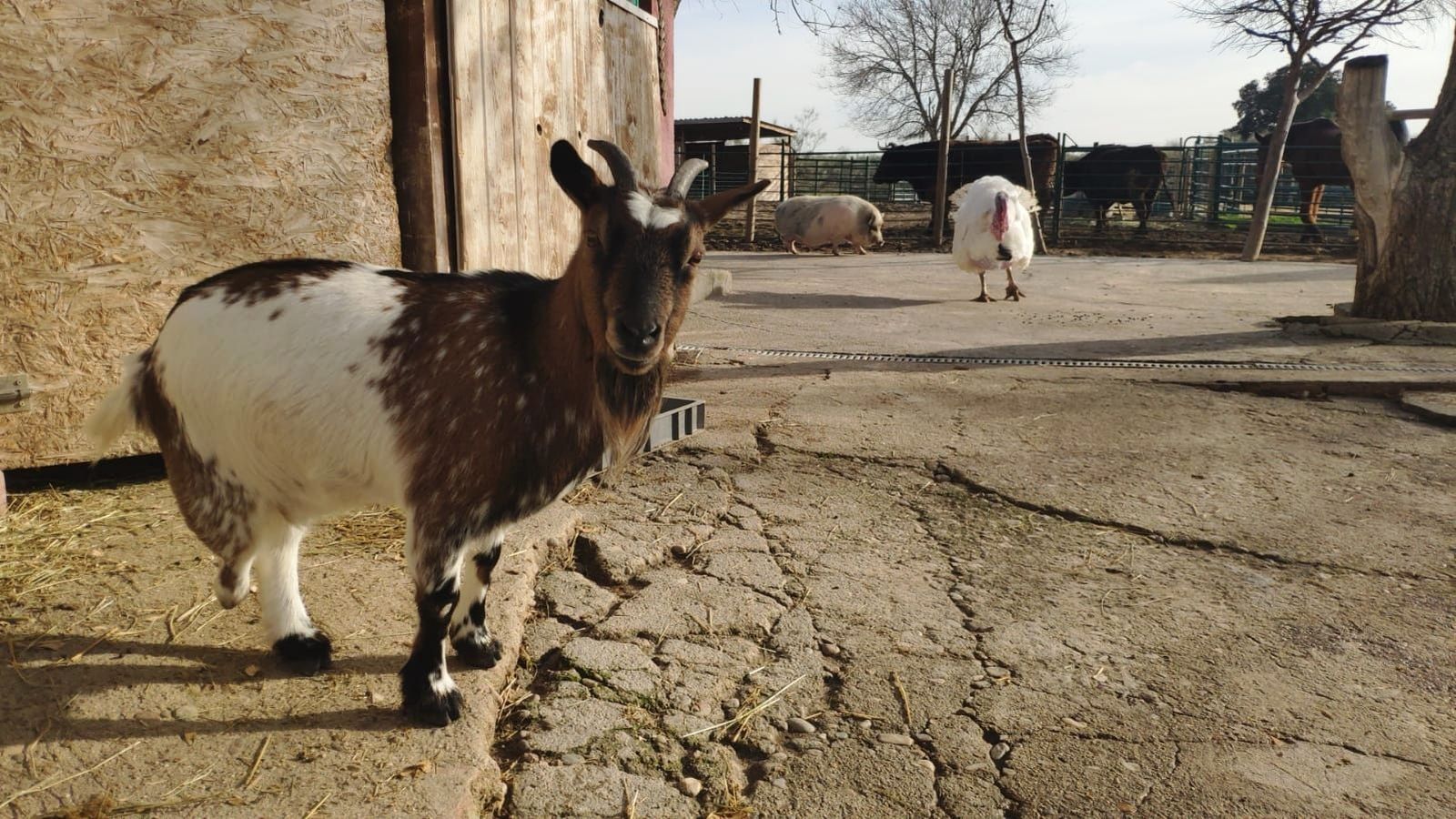 Así es el Santuario Vegan, un refugio que da una segunda oportunidad a los animales de granja maltratados