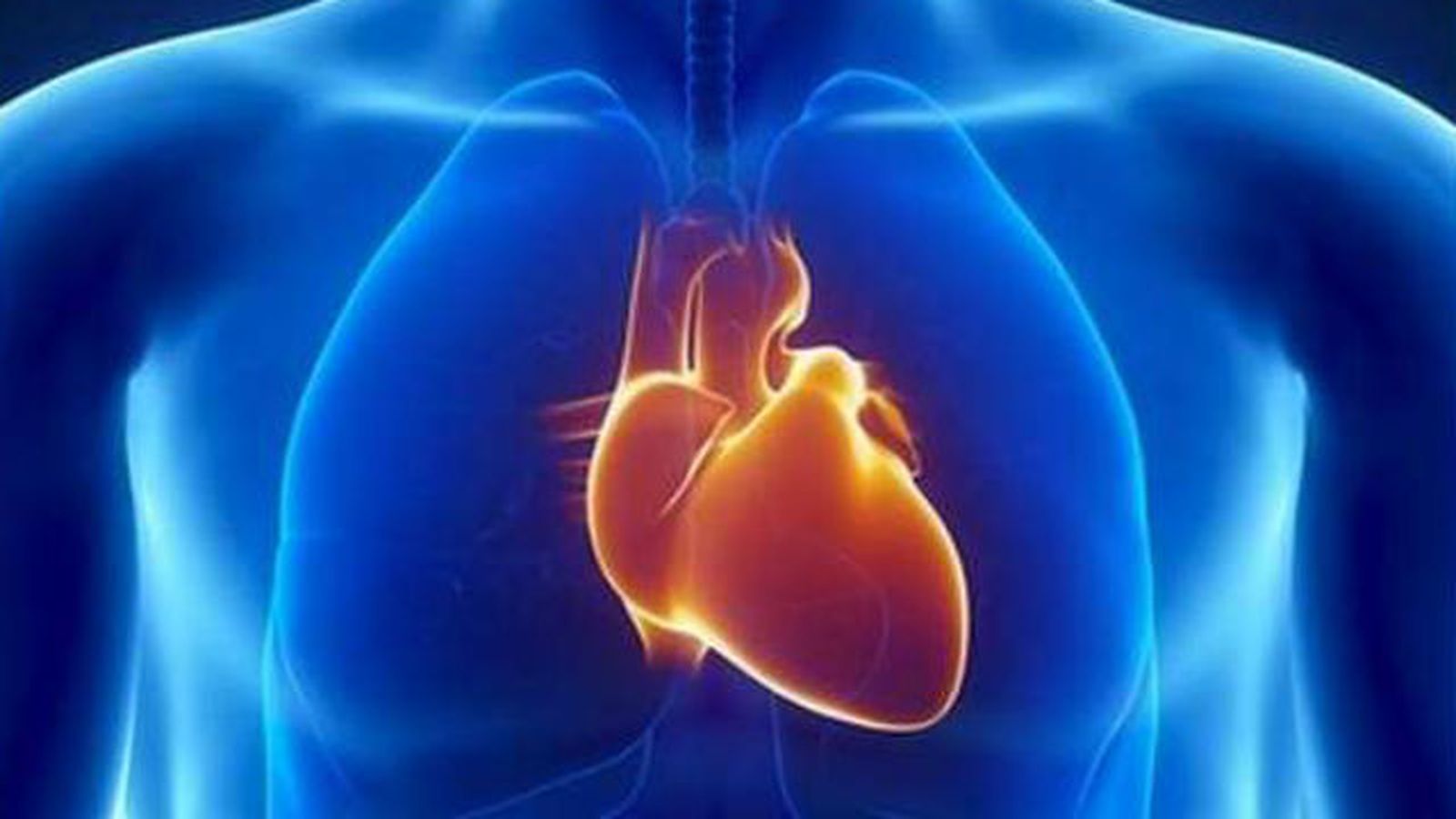 Posición del corazón humano