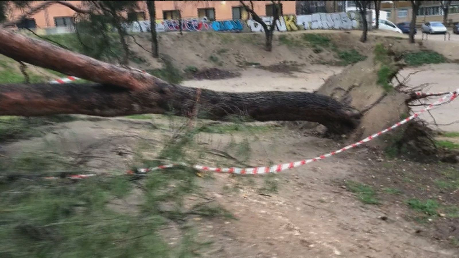El viento arranca de raíz un enorme árbol en un parque cercano a Madrid Río