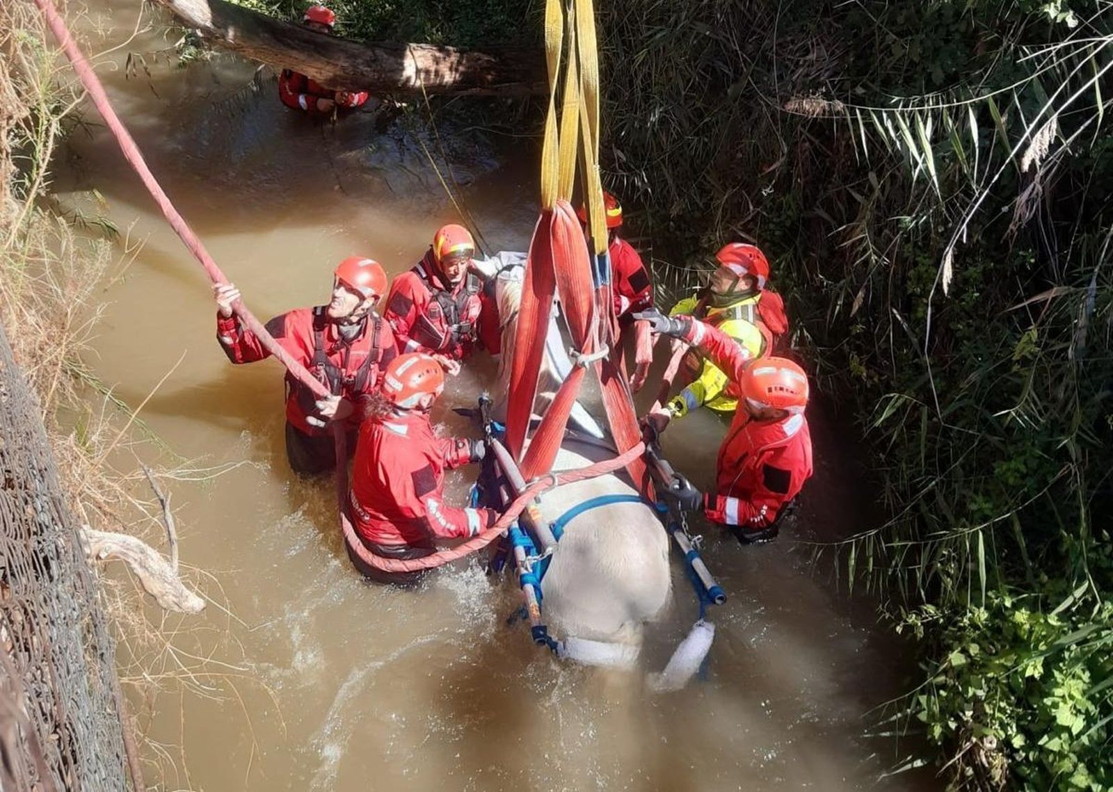 Rescate de una yegua atrapada en una acequia de Alcalá de Henares