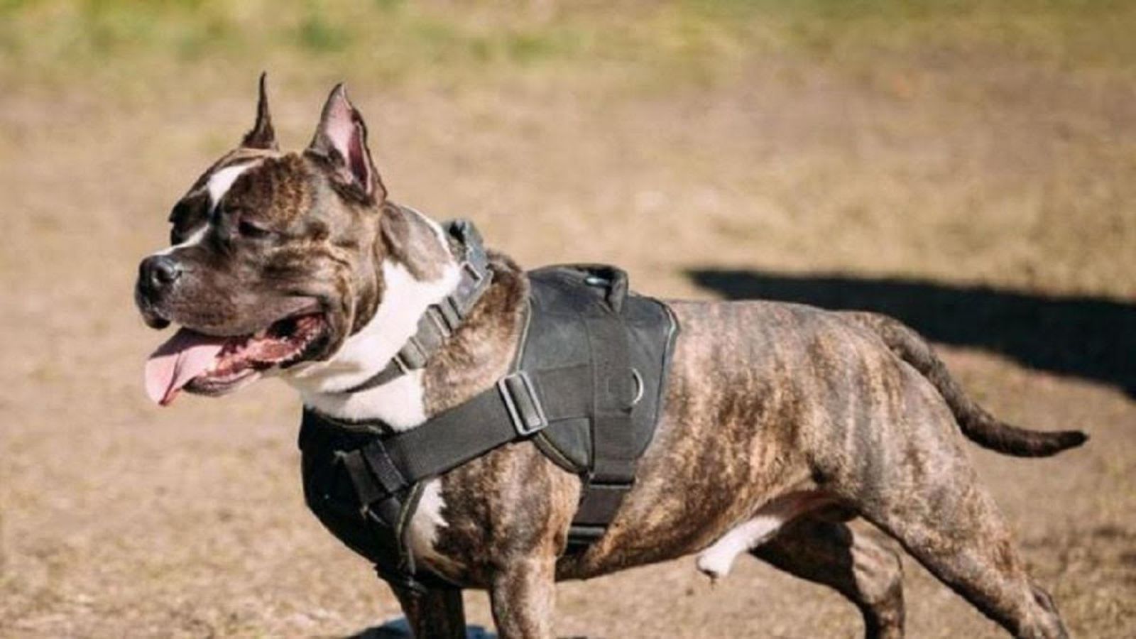 Perro