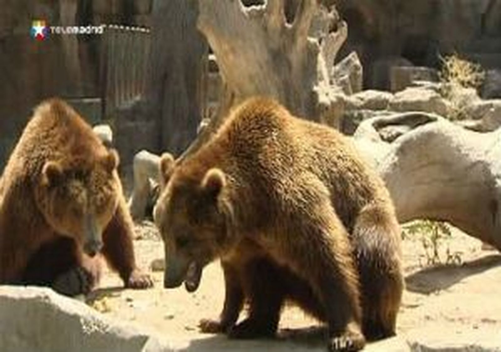 zoo.mp4