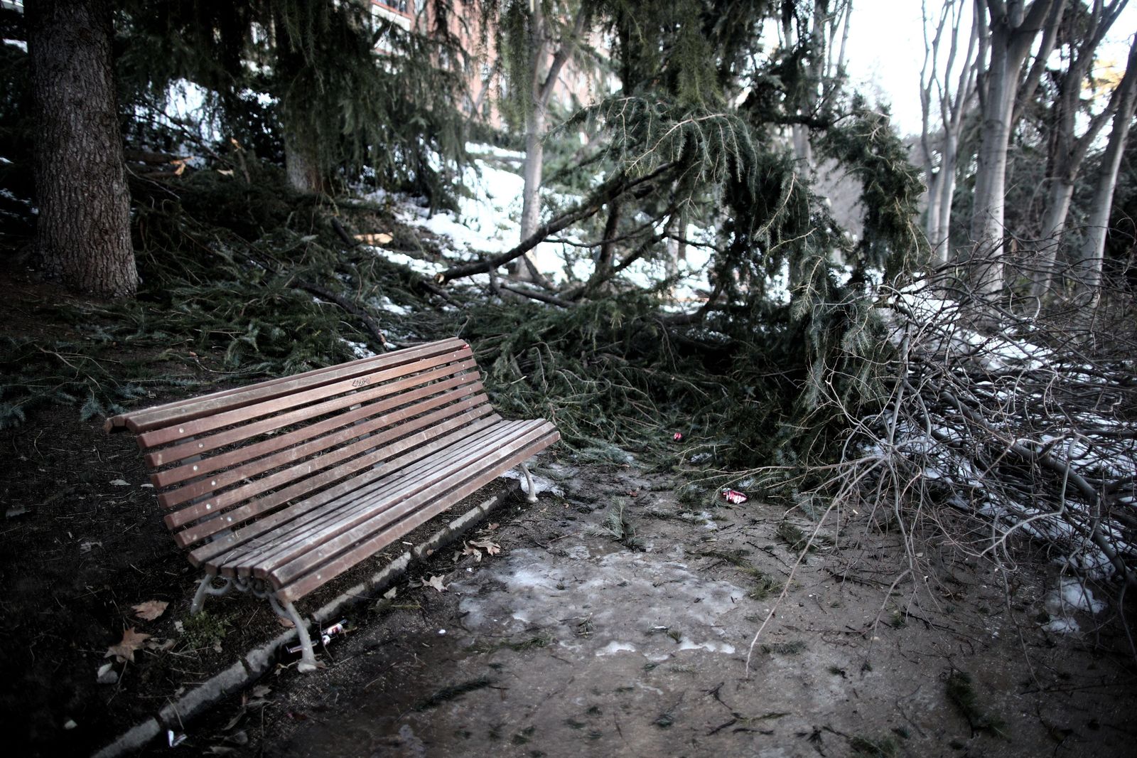 Madrid contempla nuevas especies vegetales a la hora de replantar lo arrasado por 'Filomena'