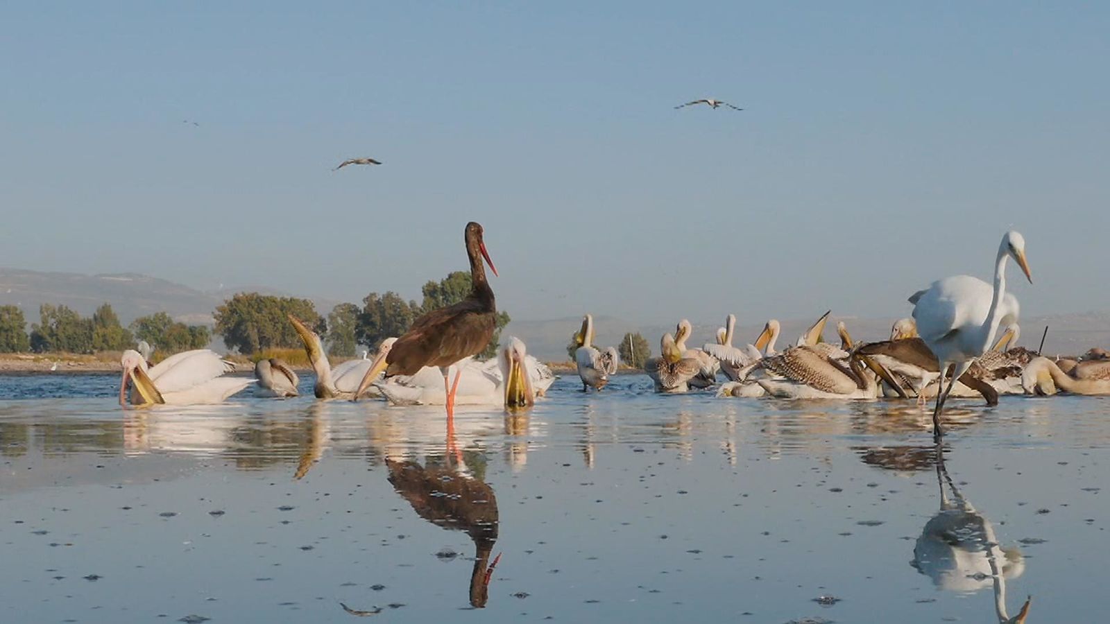 Aves migratorias