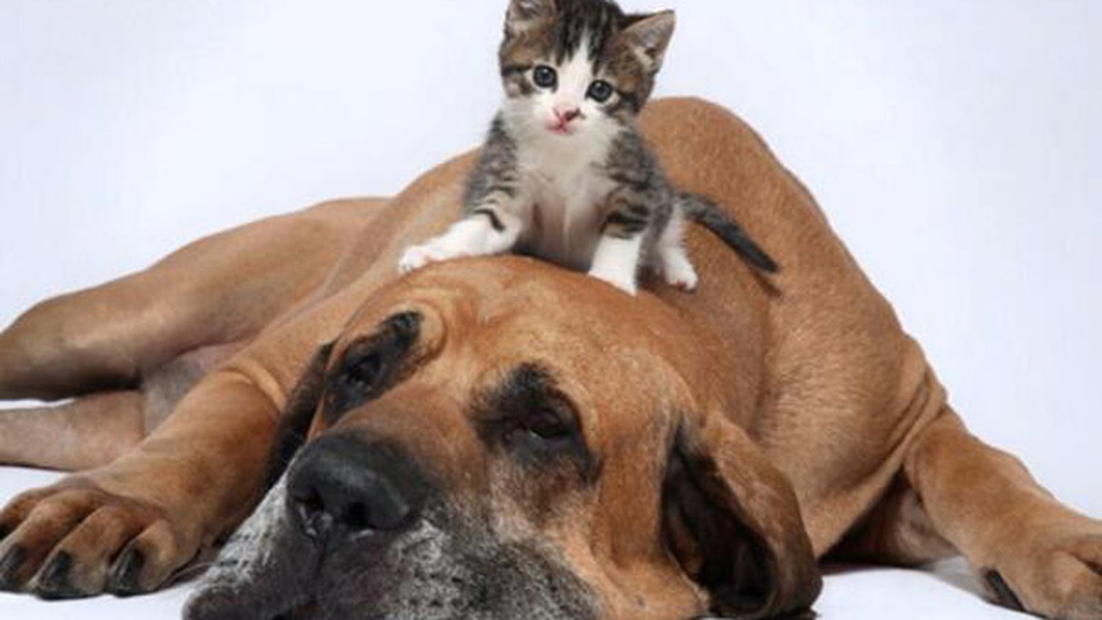 ALCORCON_ANIMALES