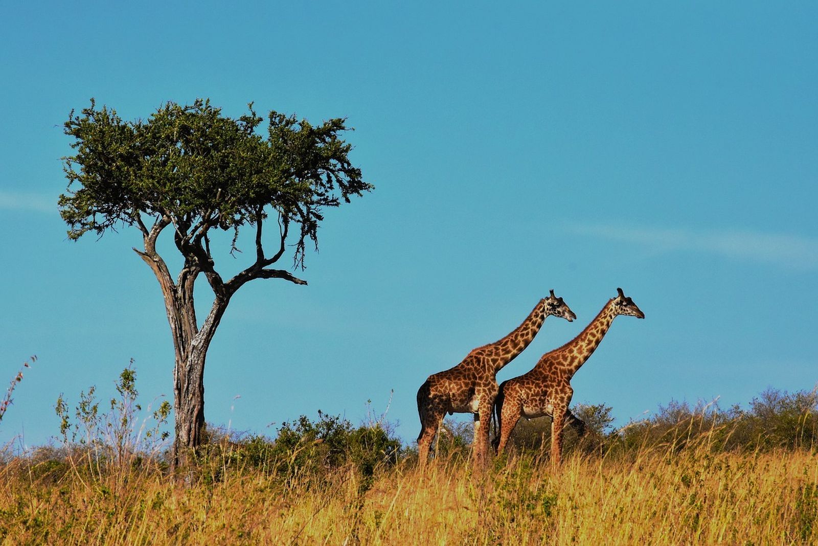 Ngorongoro, volcanes, sabana, animales salvajes y vistas impresionantes en Tanzania