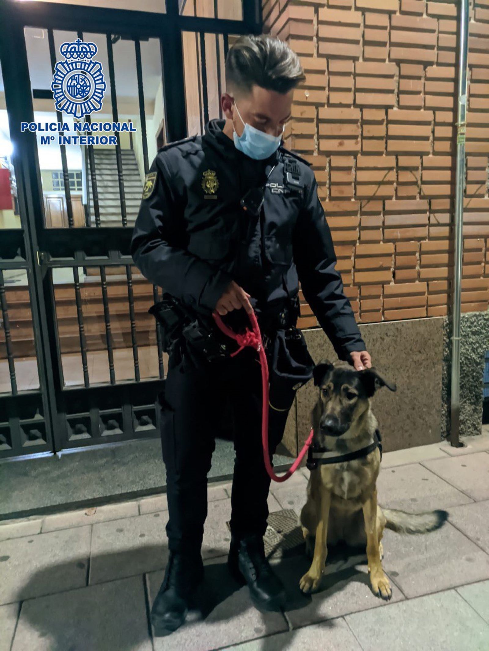 Freya, una perrita maltratada en Torrejón