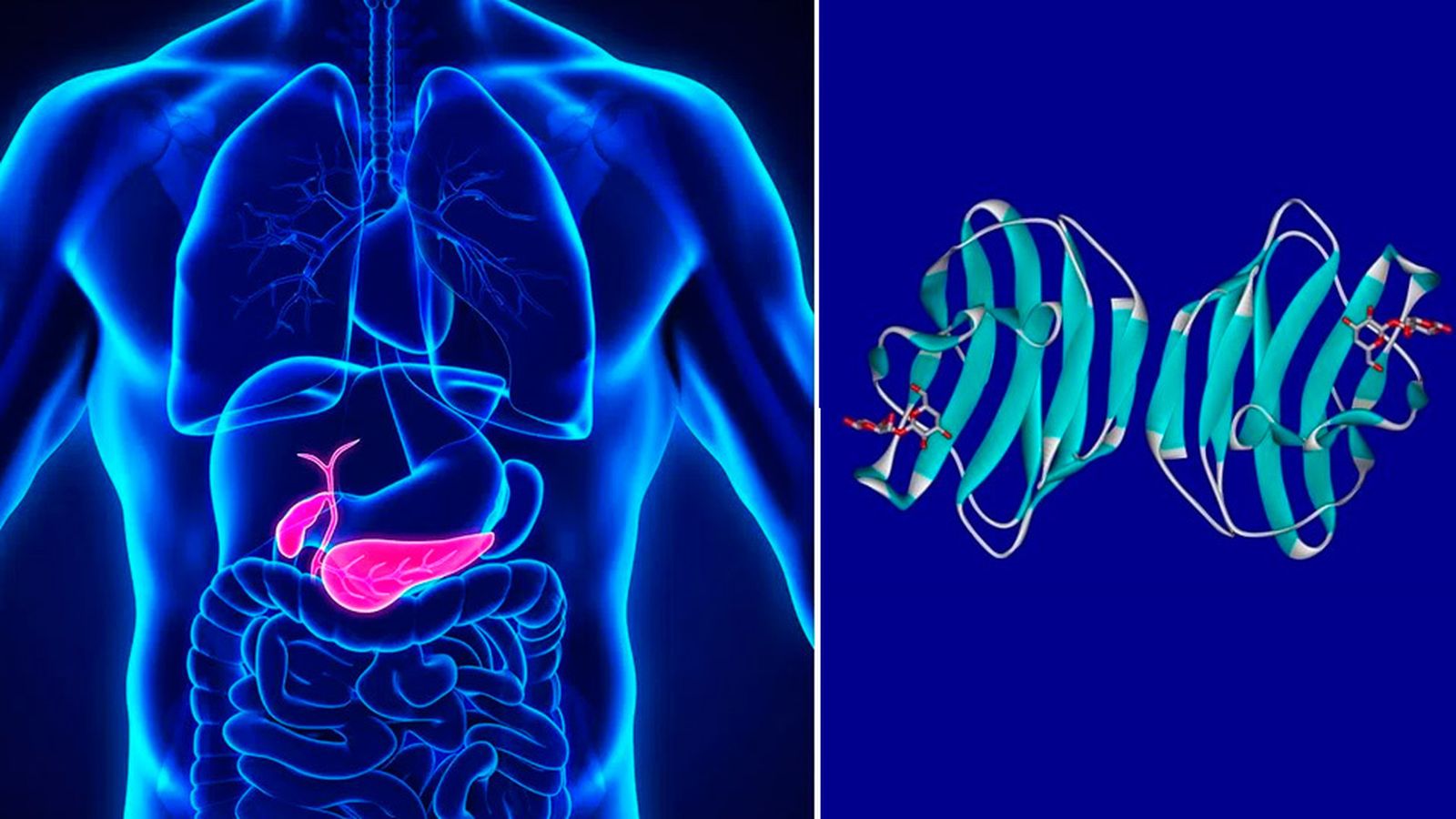 Proteína Galectina-1 (inhibidora del crecimiento del cáncer de páncreas)