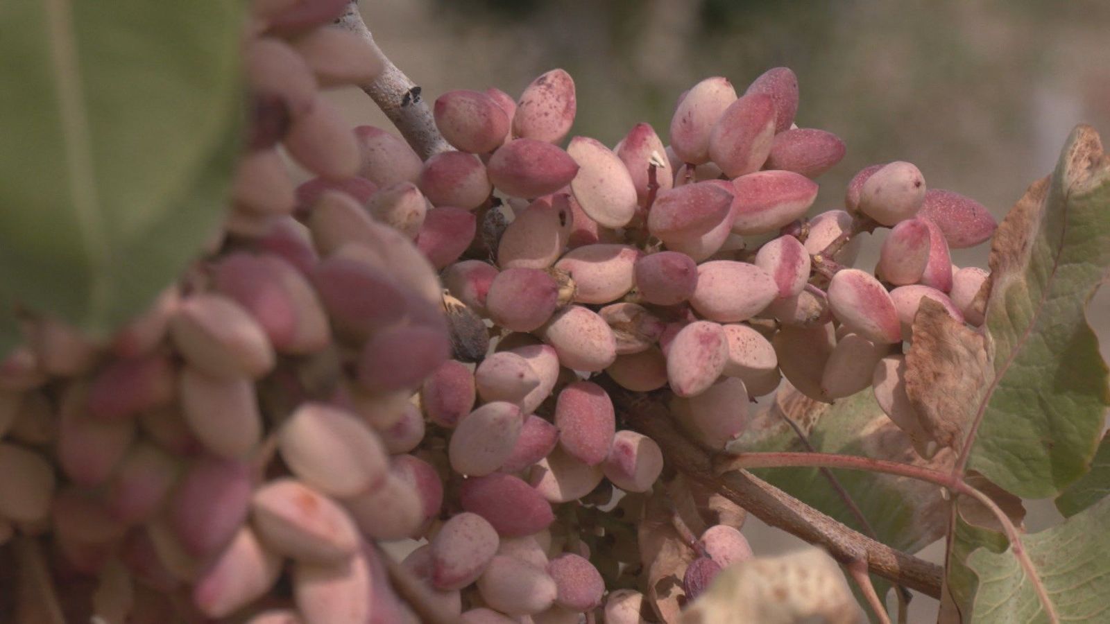 Los pistachos de Madrid están de moda