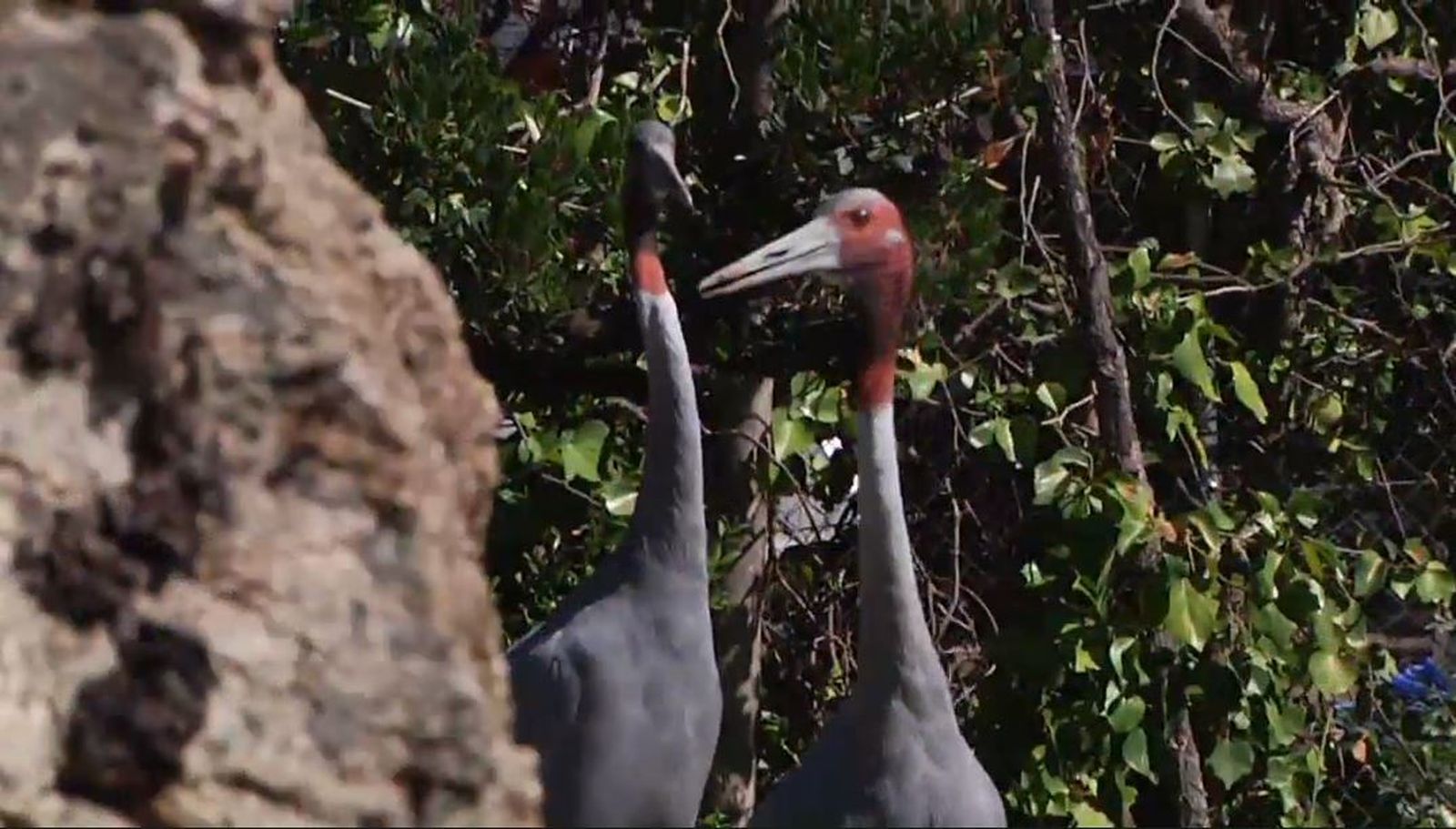 Una pareja de grullas