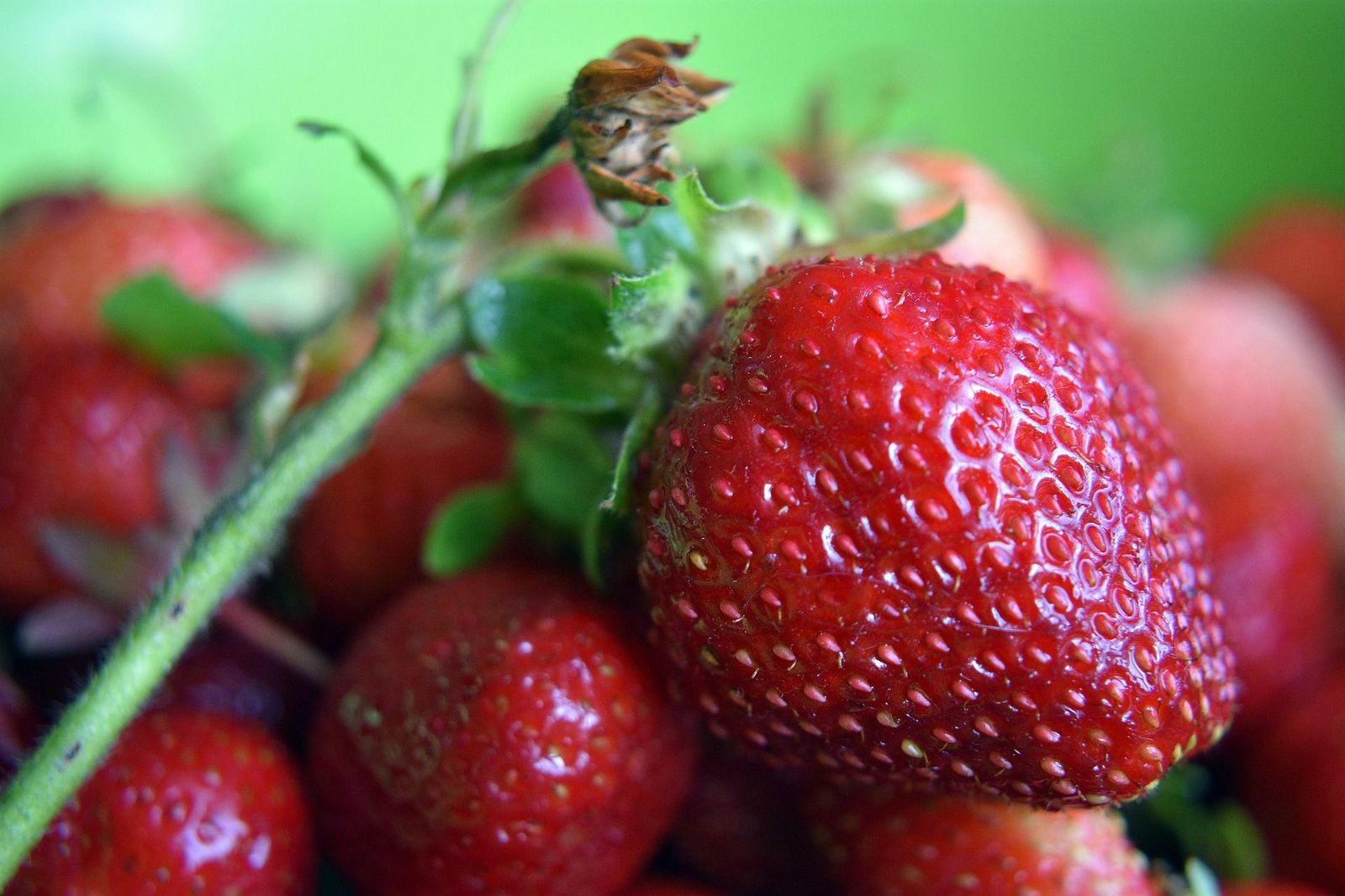 Recolectar fresas en Madrid, ¿dónde?