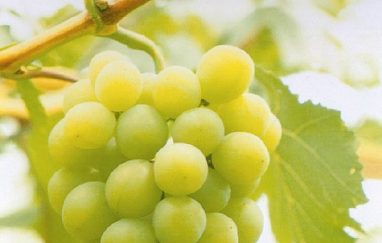 uvas_470