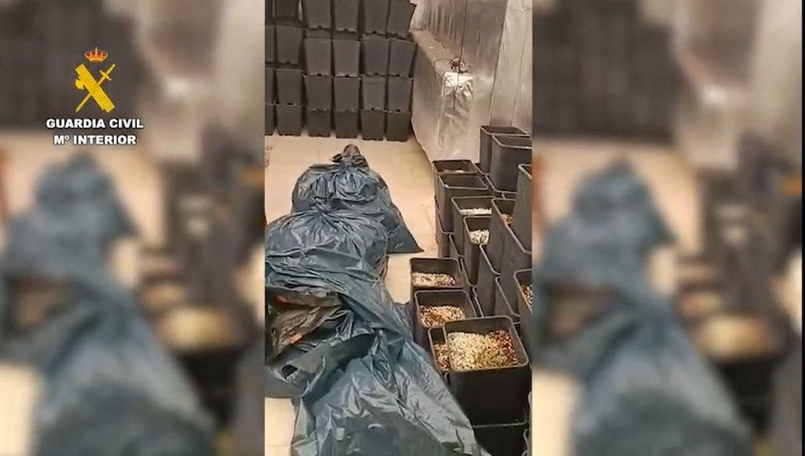 Cae una red de cultivo de marihuana en San Martín de Valdeiglesias: tres detenidos y 32 kilos incautados