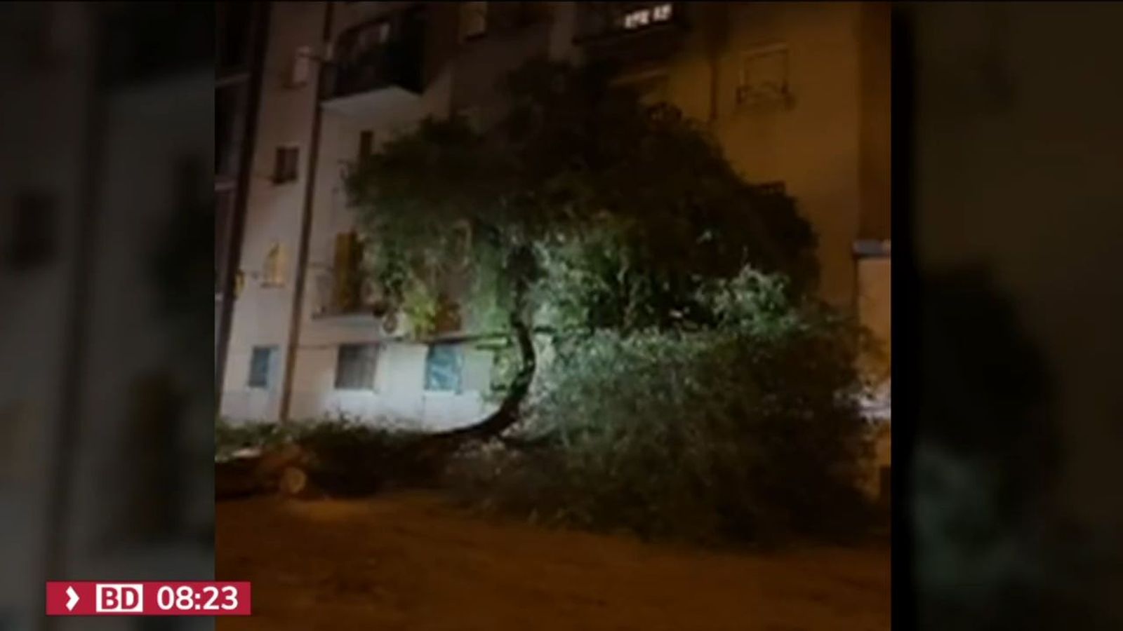 Árbol caído en Villaverde