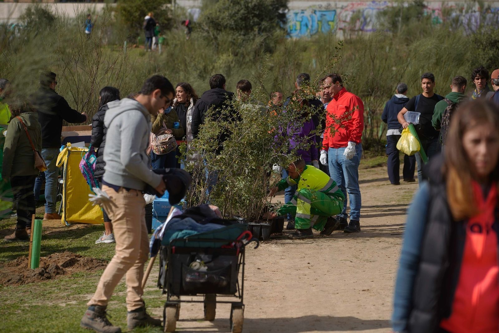 Las Rozas organiza una Gran Plantación Familiar este sábado en Punta Galea con más de 1.600 ejemplares