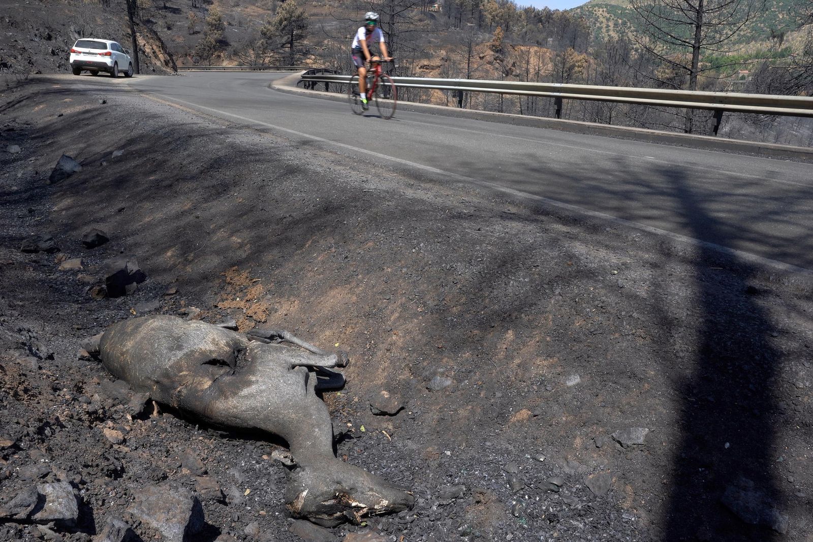Un ciclista pasa junto a un corzo abrasado por el fuego en la cuneta de una de las carreteras afectadas por el incendio de Burgohondo en el entorno del Valle de Iruelas (Ávila)