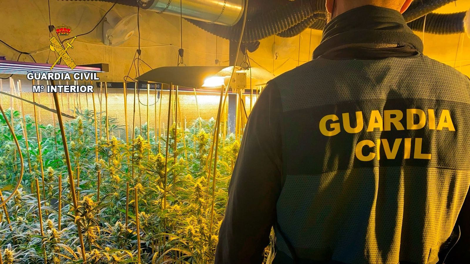 Interior lanza un plan frente el aumento imparable del cultivo de marihuana en España