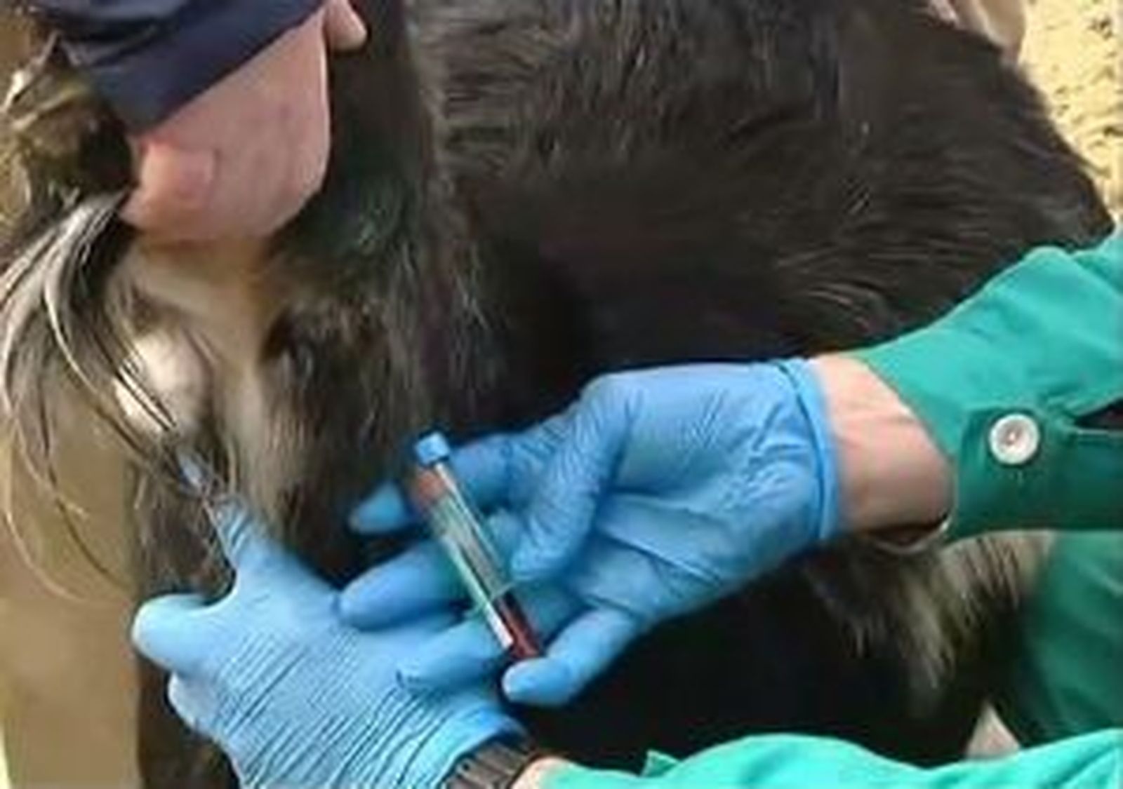 La Comunidad duplica el número mínimo exigido de inspecciones veterinarias en zoo