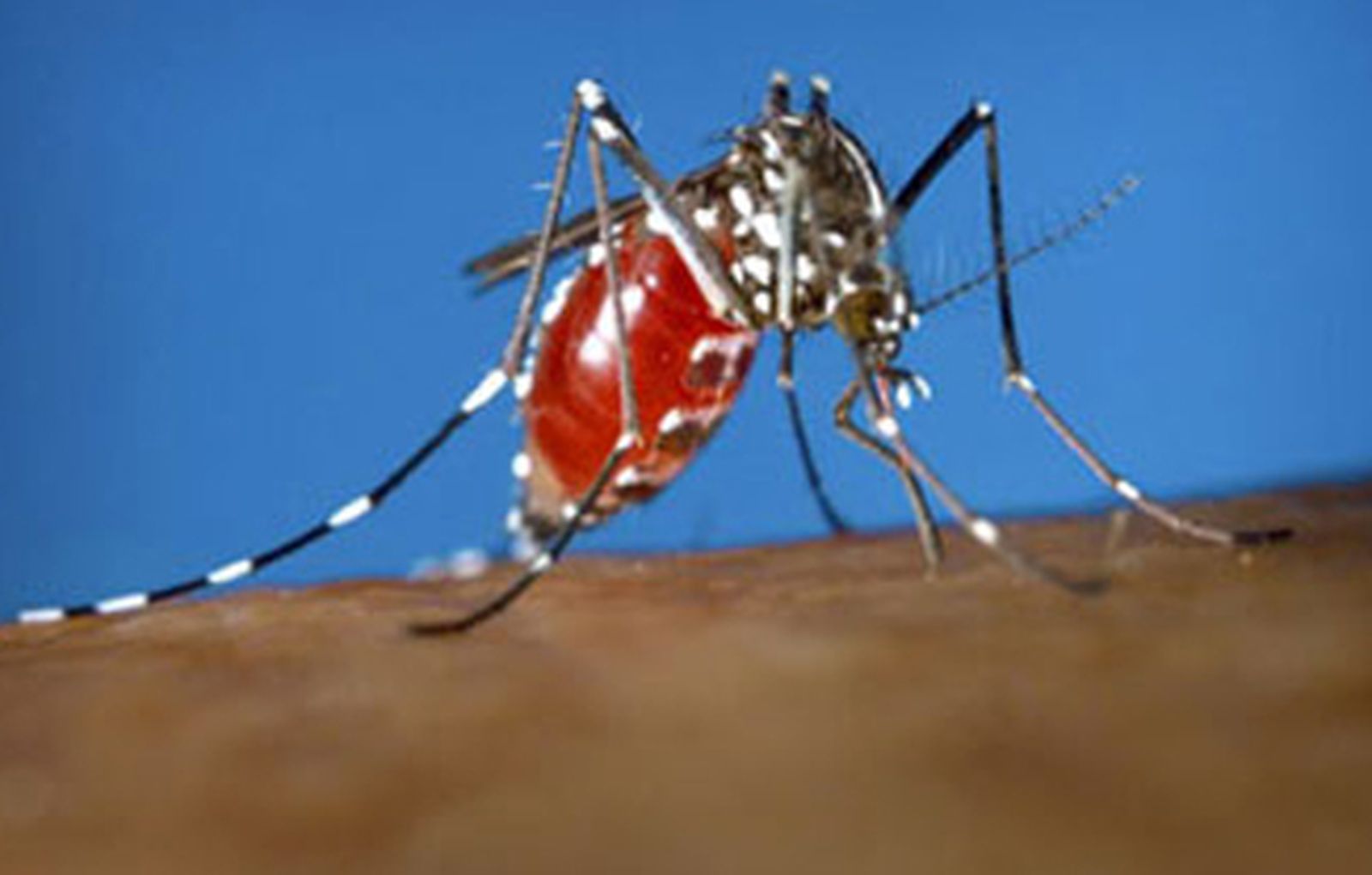 mosquito_tigre
