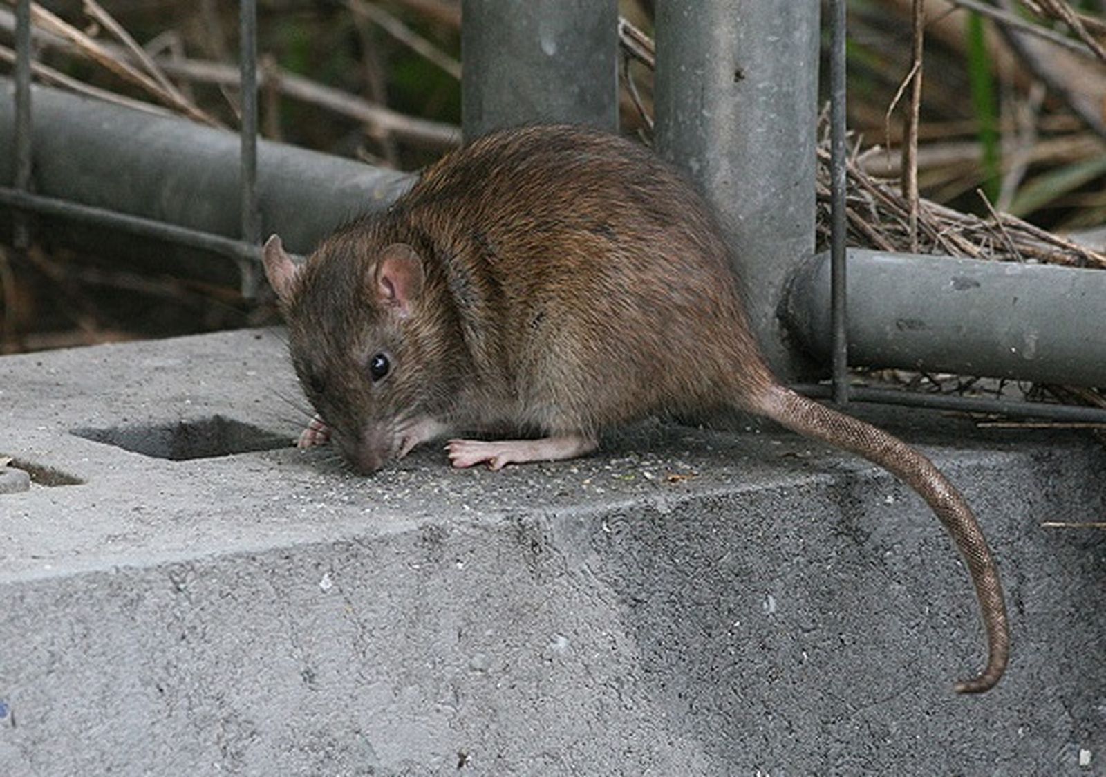 Ejemplar de rata en el medio urbano