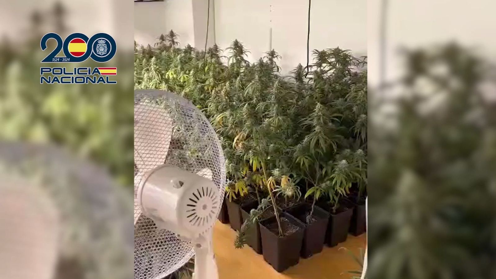 Desmantelada otra plantación indoor de marihuana en Madrid, ahora oculta en un local de fotografía