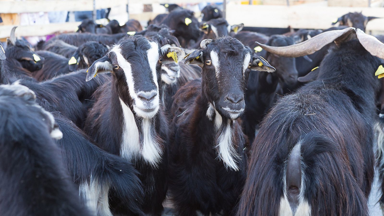 Cabras de Guadarrama