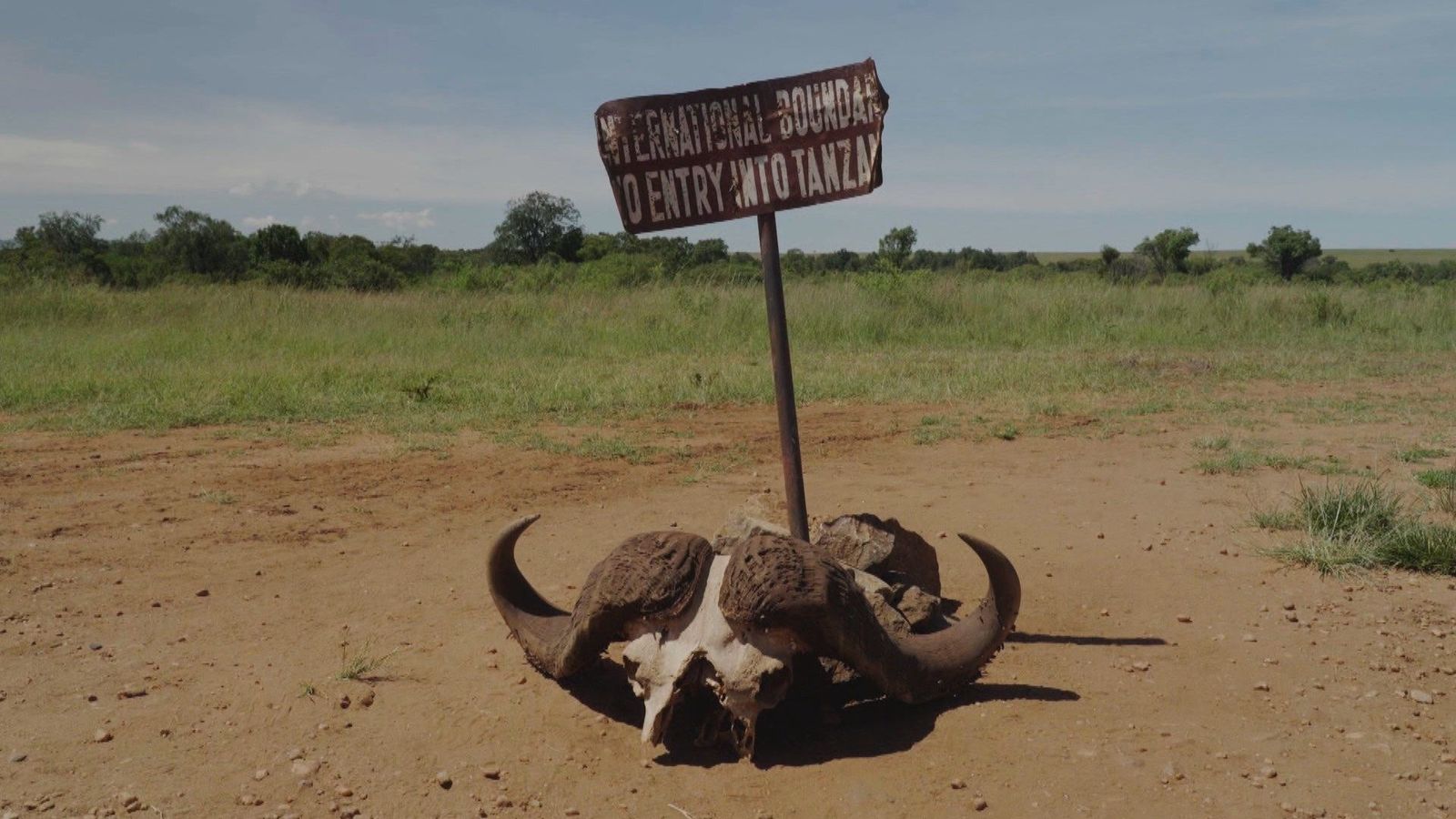 El cocodrilo del Nilo y el enfrentamiento entre tres animales en el Parque Nacional del Serengueti, Kenia