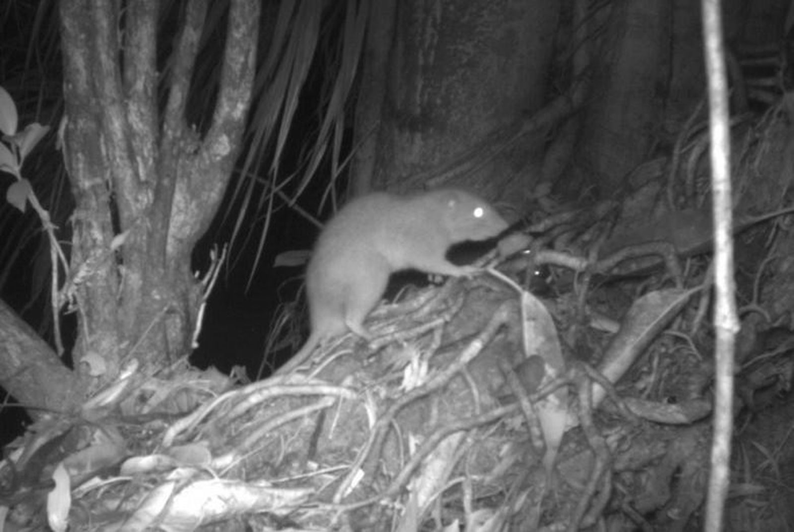 Imagen nocturna de la rata gigante 'rompecocos'
