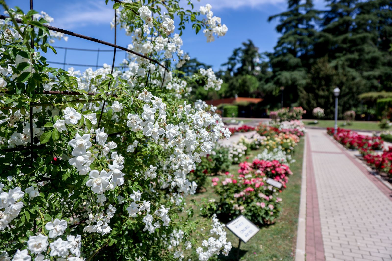 Rosaleda del Parque del Oeste