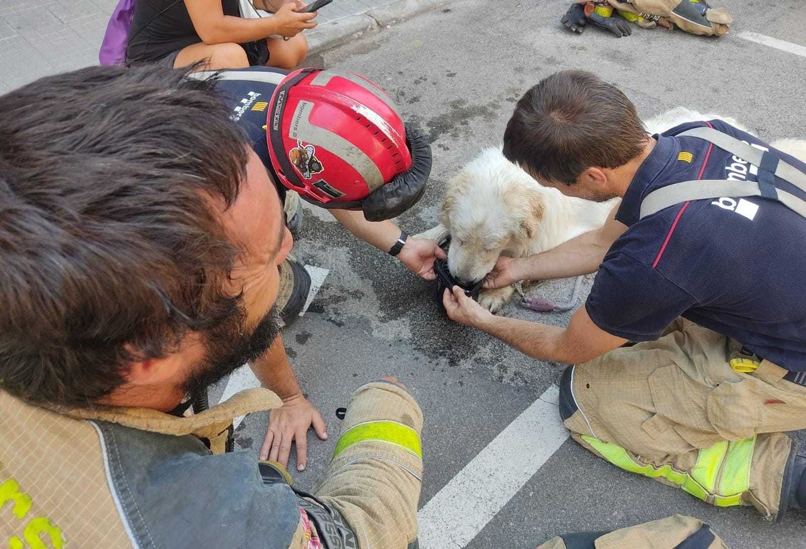 Bomberos ofrecen agua al animal rescatado