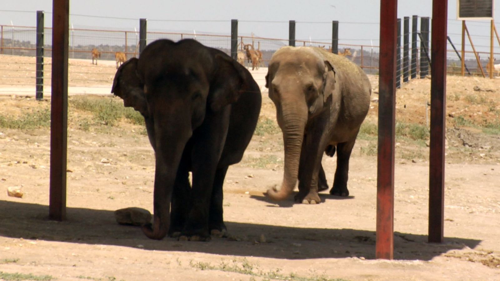 ¿Cómo combaten el calor los animales del Safari?
