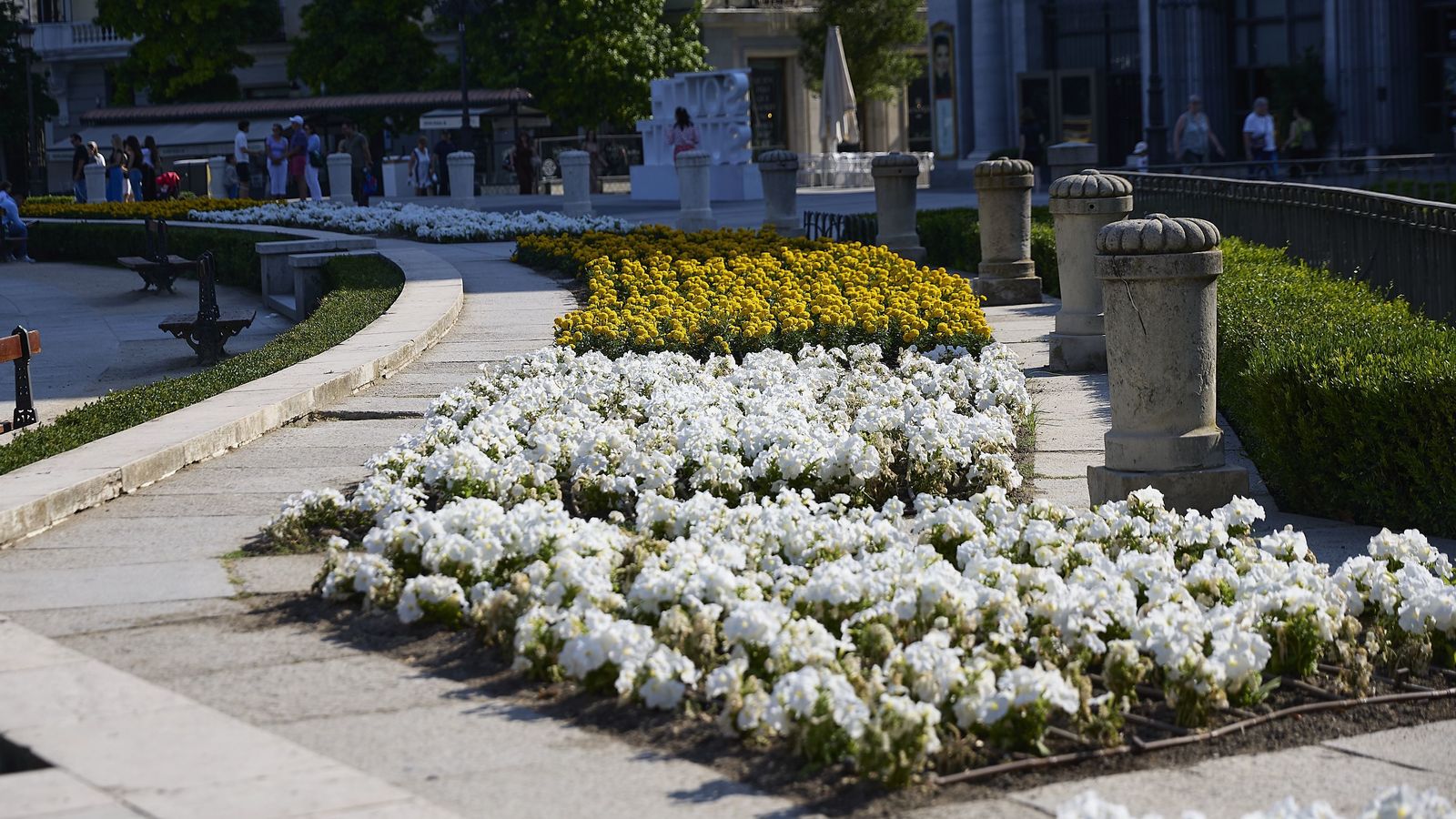 Así puedes conseguir las flores que adornaron Madrid durante la visita del papa León XIV