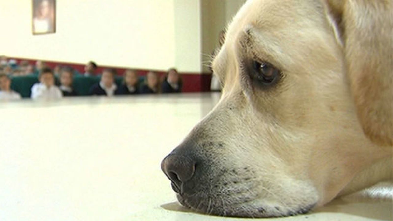 Los perros facilitan la interacción social para los niños tímidos