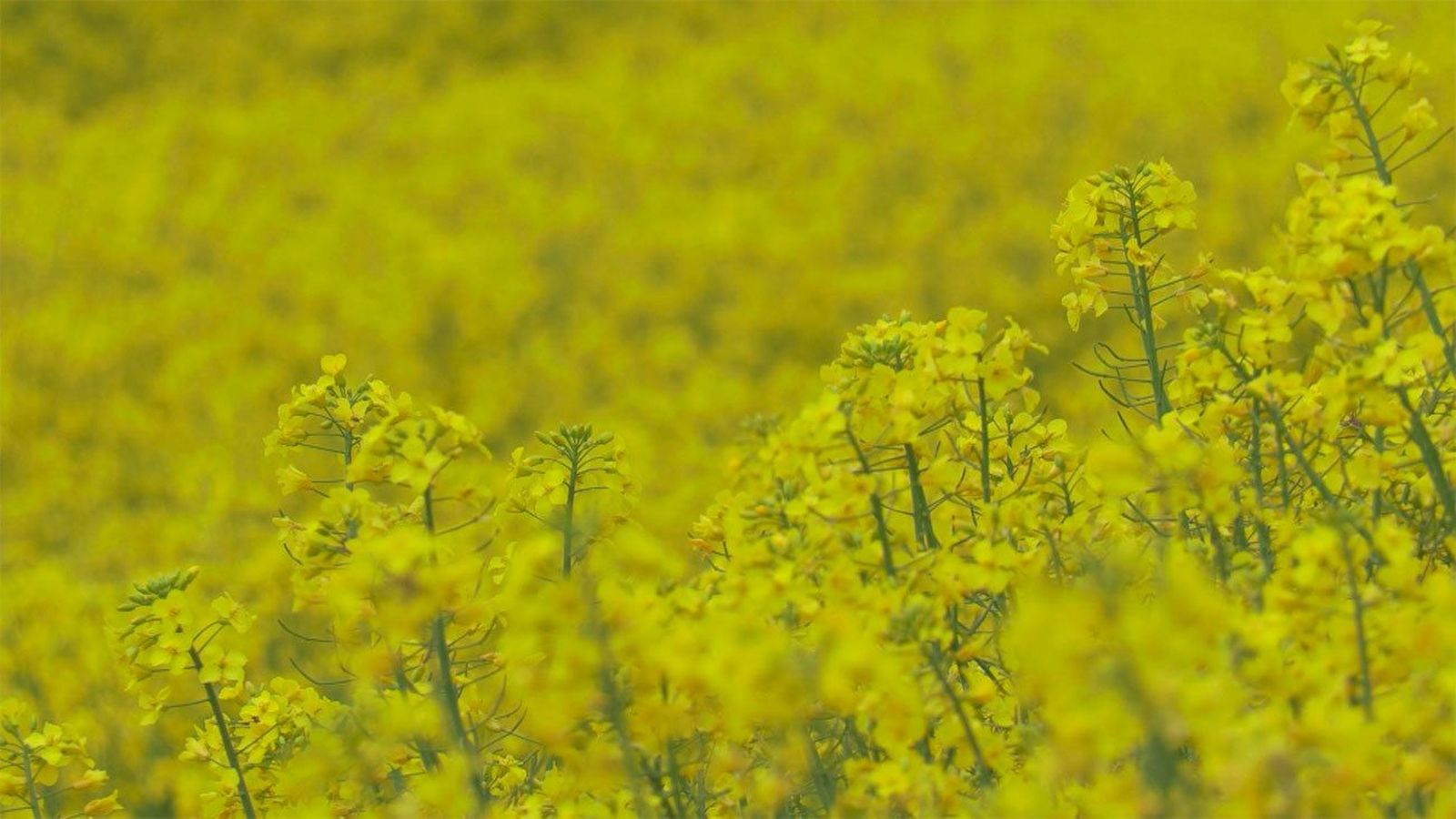 Los impresionantes campos amarillos de colza, una planta que aún arrastra su ‘mala fama’