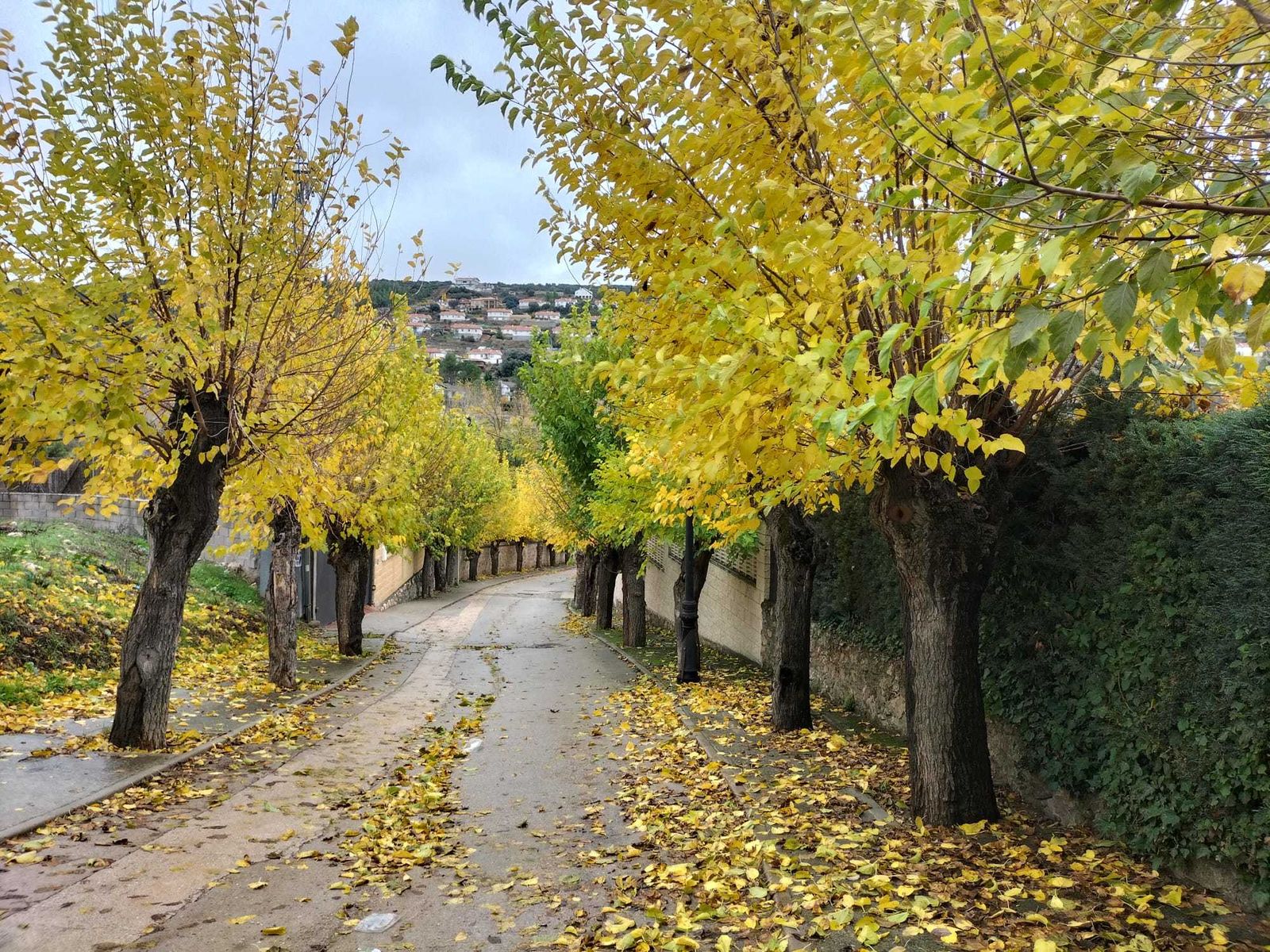 Arbolado urbano en Ambite durante este otoño