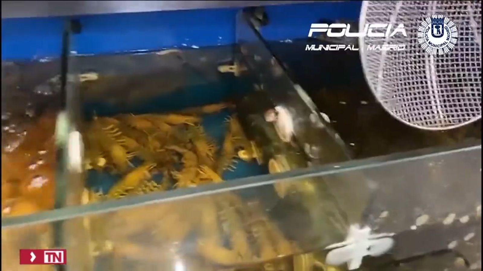 Operación Nemo