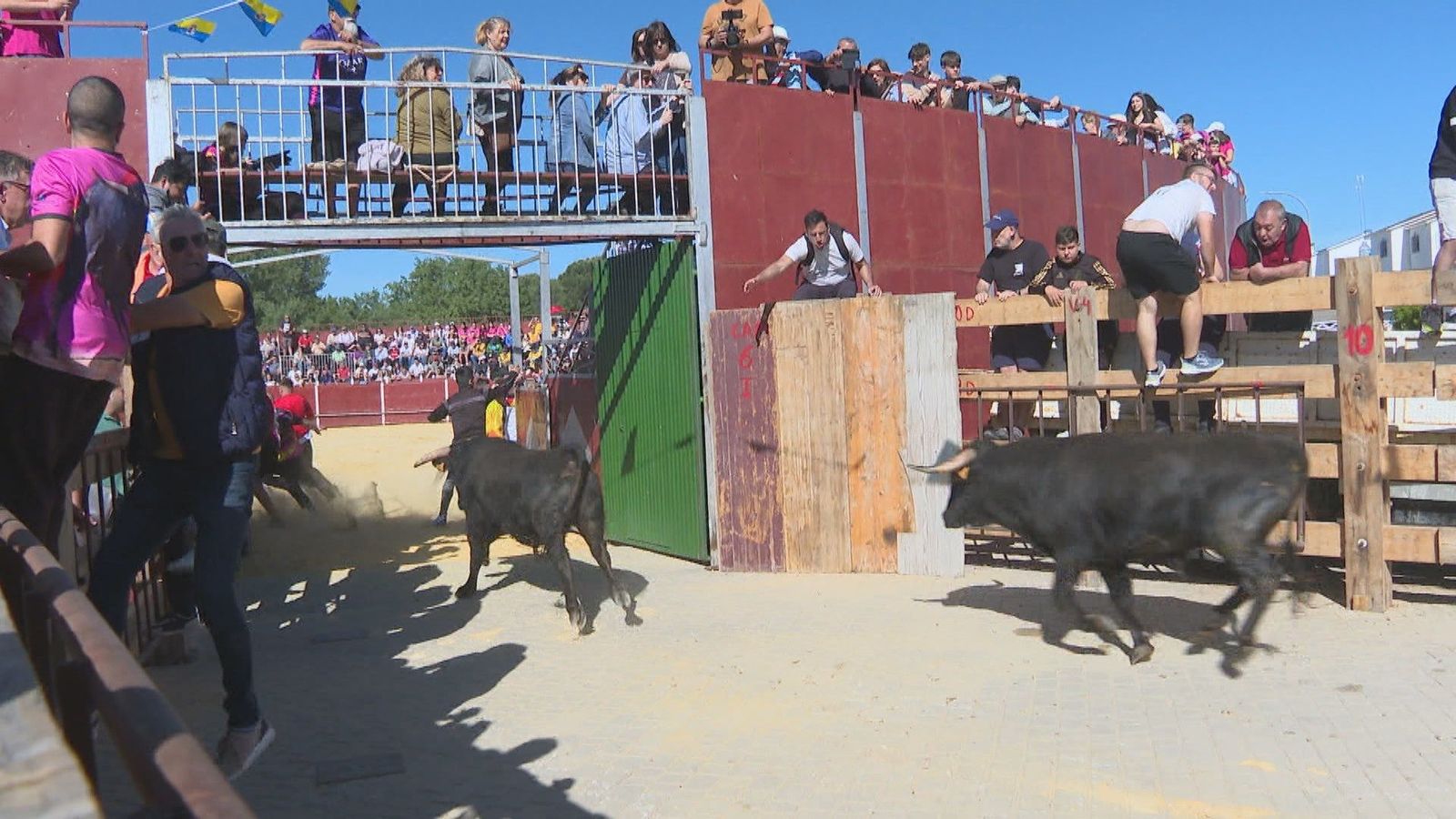 Encierros, capea y novillada en las fiestas patronales de Villamanta