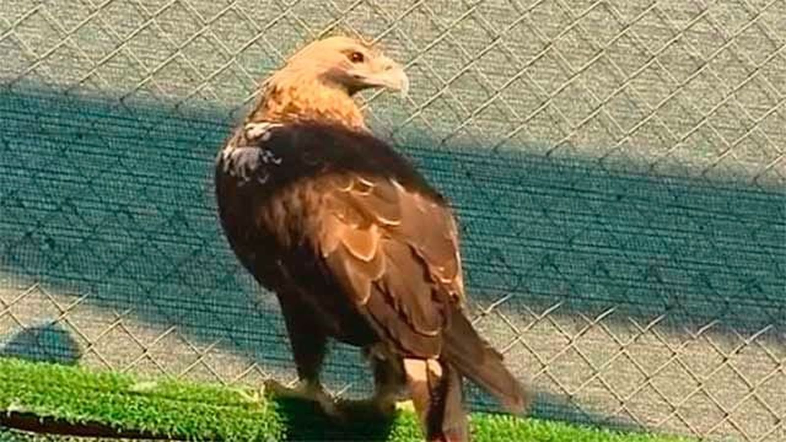 La Comunidad de Madrid trabaja en un plan para recuperar el águila real