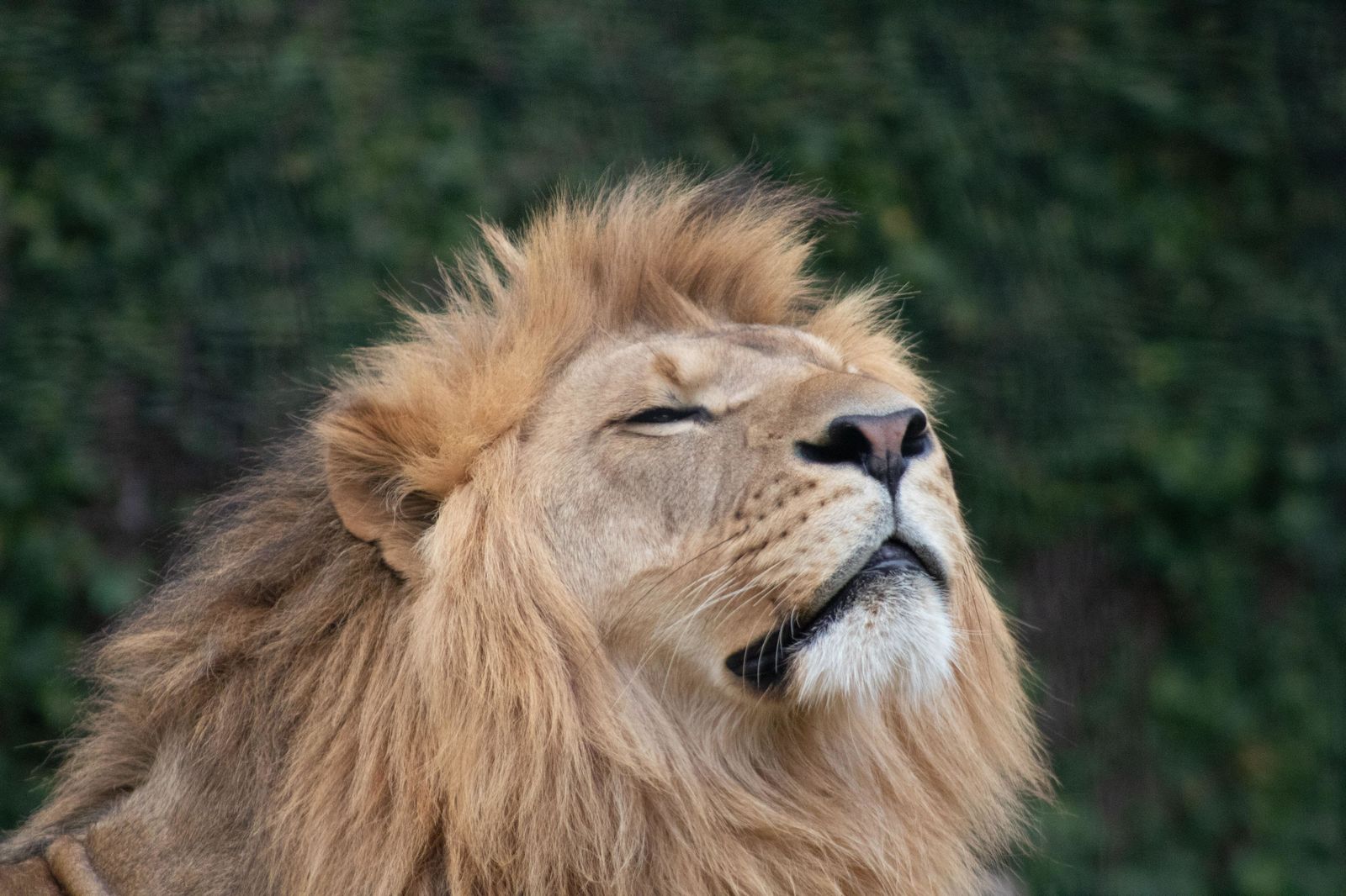 Los leones africanos, cada vez más cerca del peligro de extinción