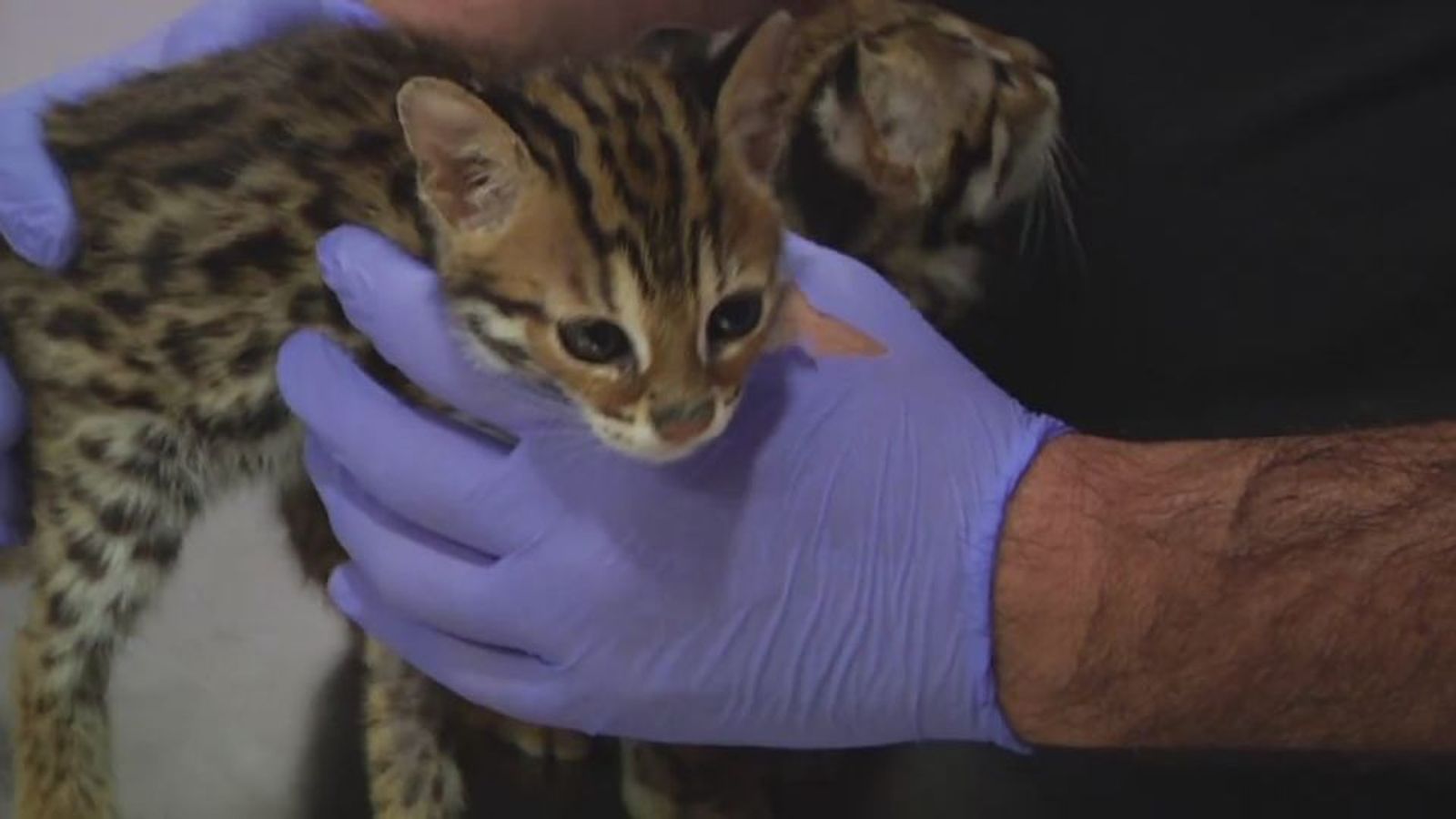 Hospital animal: Capítulo 5