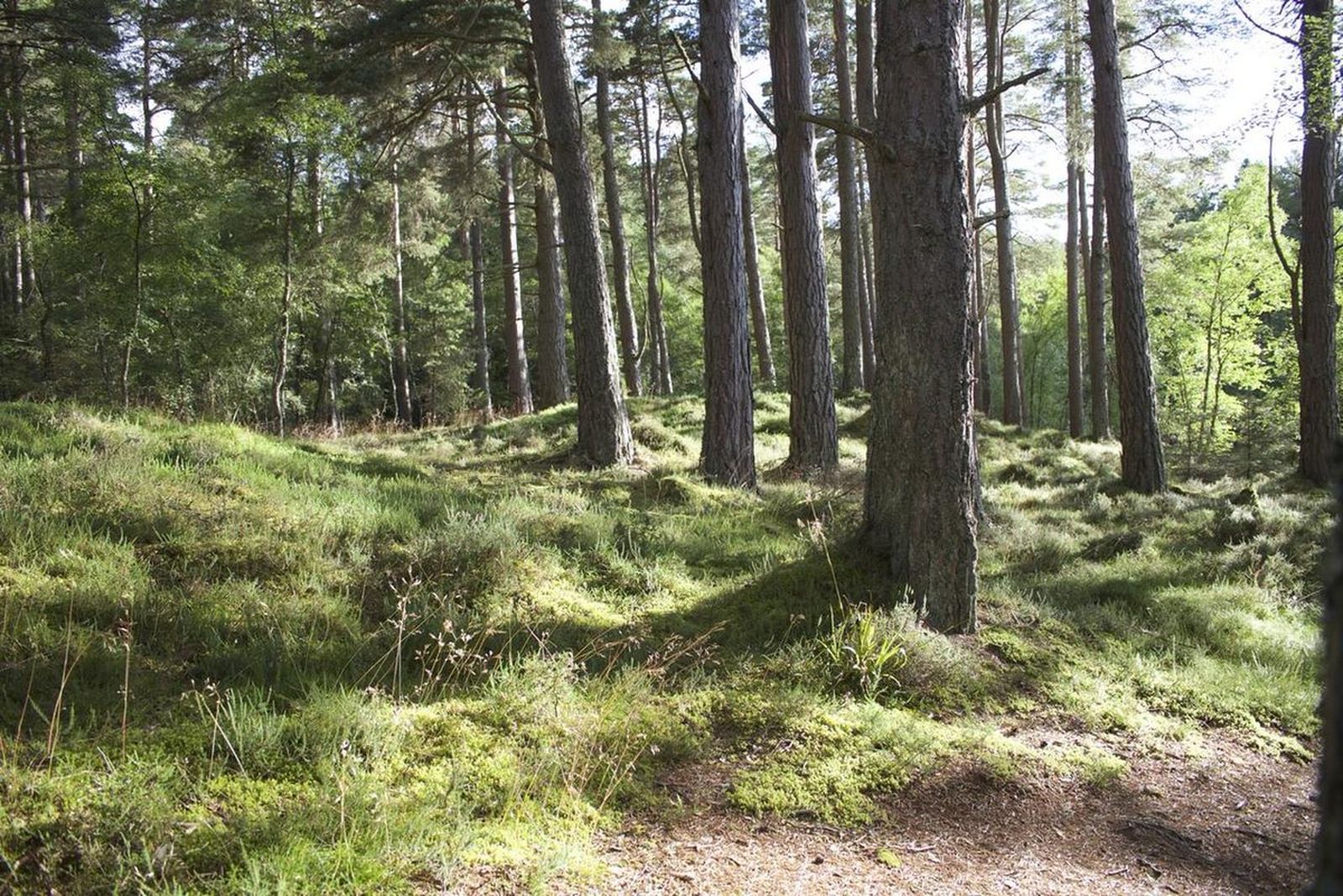 ¿Cómo trabajan en verano los agentes forestales?