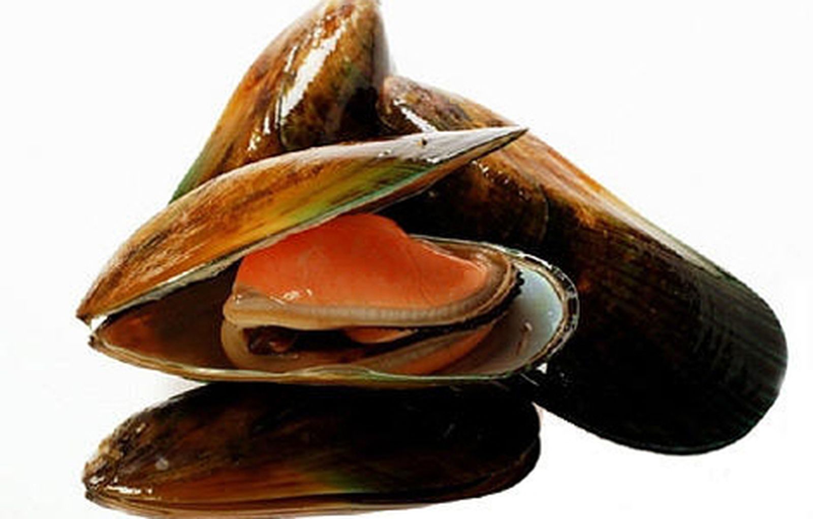 MEJILLON_ROJO_GALICIA