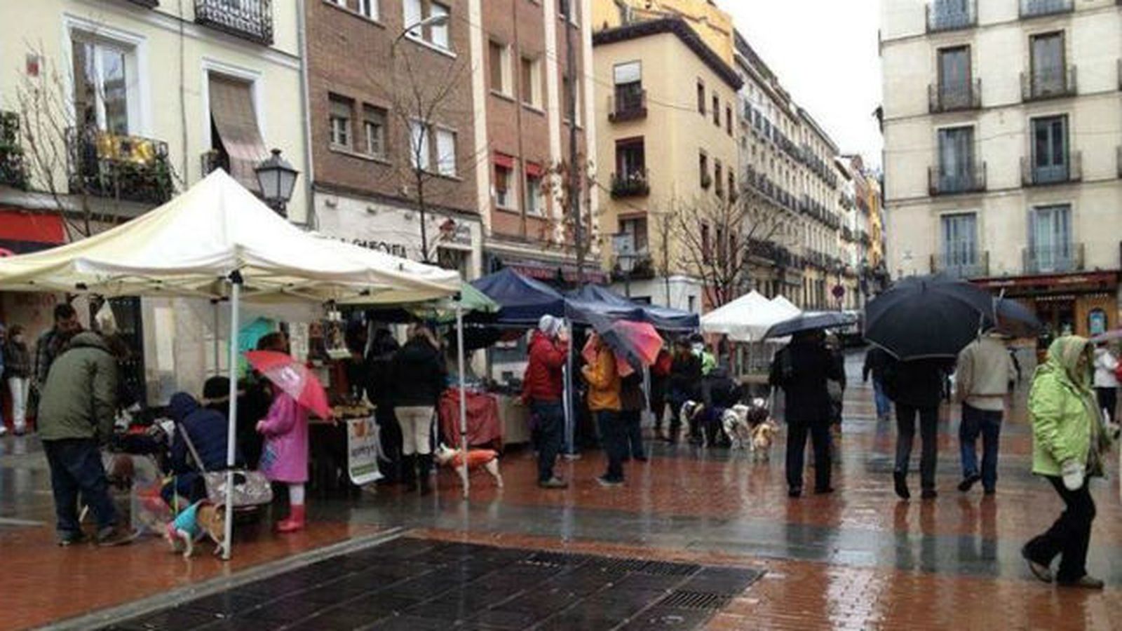 Alfombra rosa para perros adoptados  en la madrileña plaza de Chueca