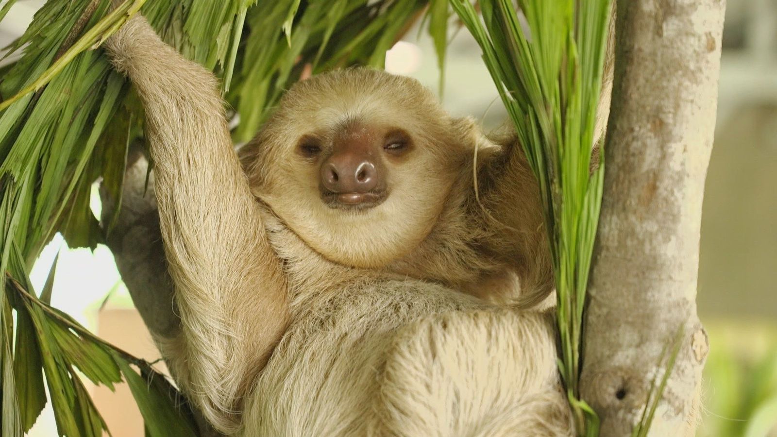 Una visita a la reserva 'Gamboa Rainforest' de Panamá para conocer a los perezosos