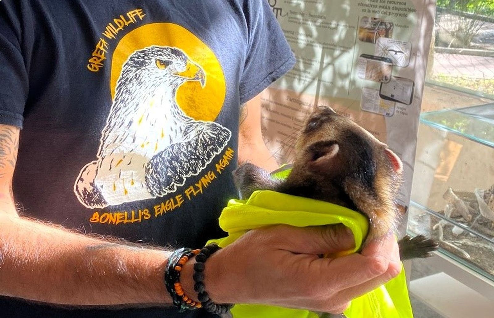 Traslado de un turón al hospital de fauna de GREFA