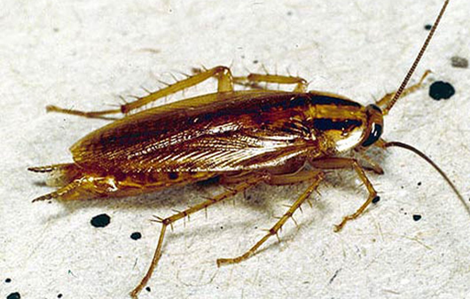 cucaracha470