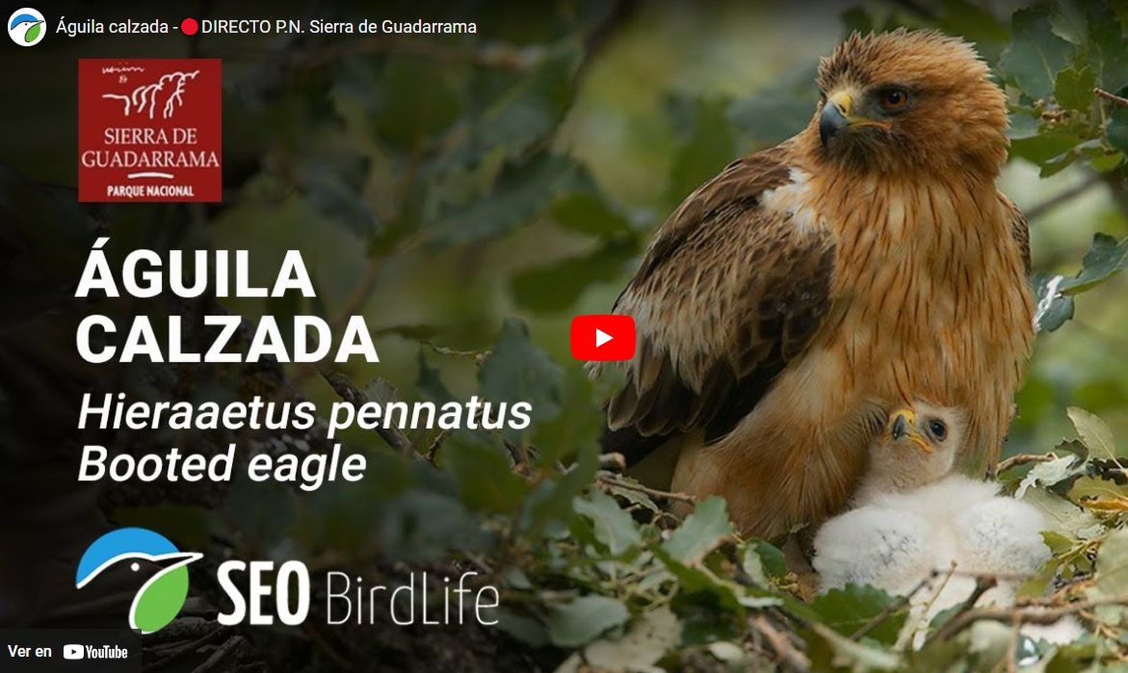 Imagen captada en el nido del águila calzada de la Sierra de Guadarrama