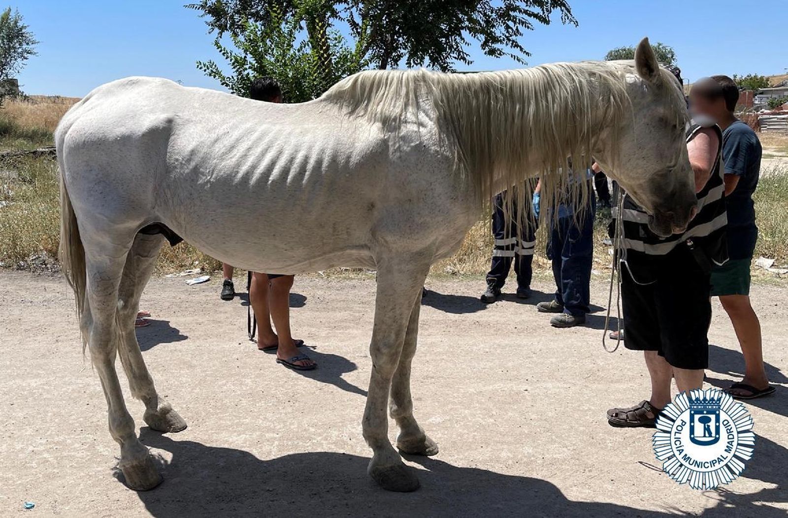 El caballo rescatado por la Policía Muncipal en la Cañada Real de Madrid