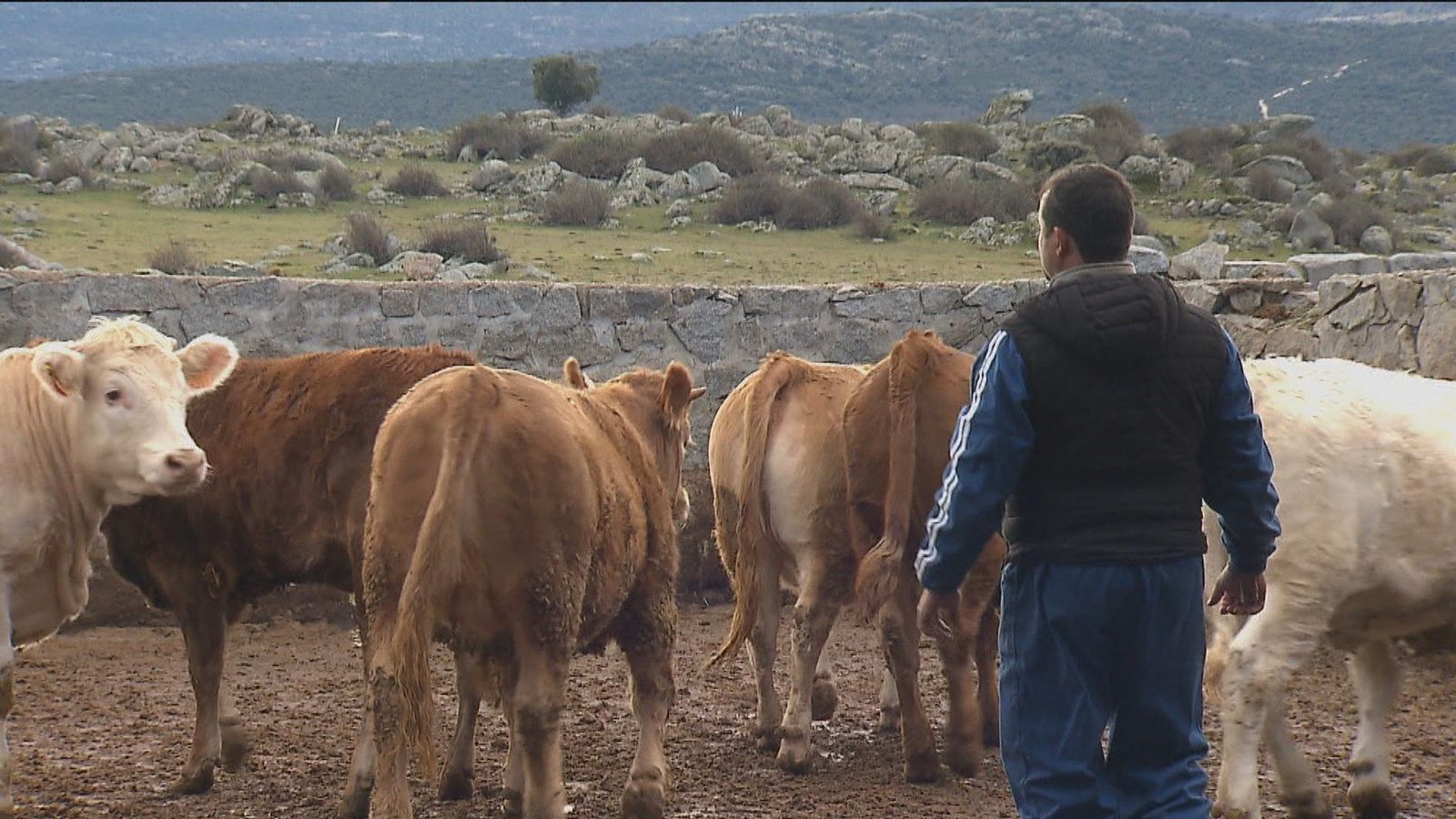 Los ganaderos, hartos de polémicas