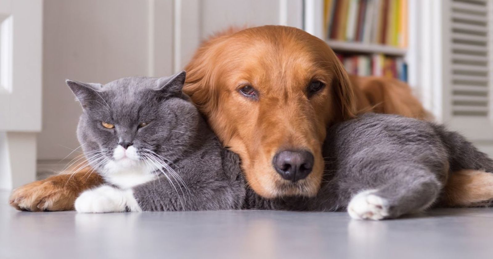 Las relaciones de familia con mascotas en casa